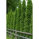 Thuja occidentalis 'Malonyana' - Nyugati oszlopos tuja
