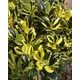 Ilex aquifolium 'Golden van Tol' – Sárga-tarka magyal