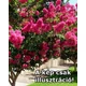 Lagerstroemia indica 'Rosa Nivea' – Kínai selyemmirtusz