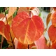 Cercidiphyllum japonicum – Kislevelű kacsurafa