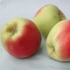 'Calville de Saint Sauveur' (syn.: 'Pomme de Saint-Sauveur', 'Reinette Saint-Sauveur', 'St. Sauveur') almafa (koros konténeres)