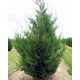 Cupressocyparis leylandii '2001' ('Tweeduizendéén') – Leylandi ciprus