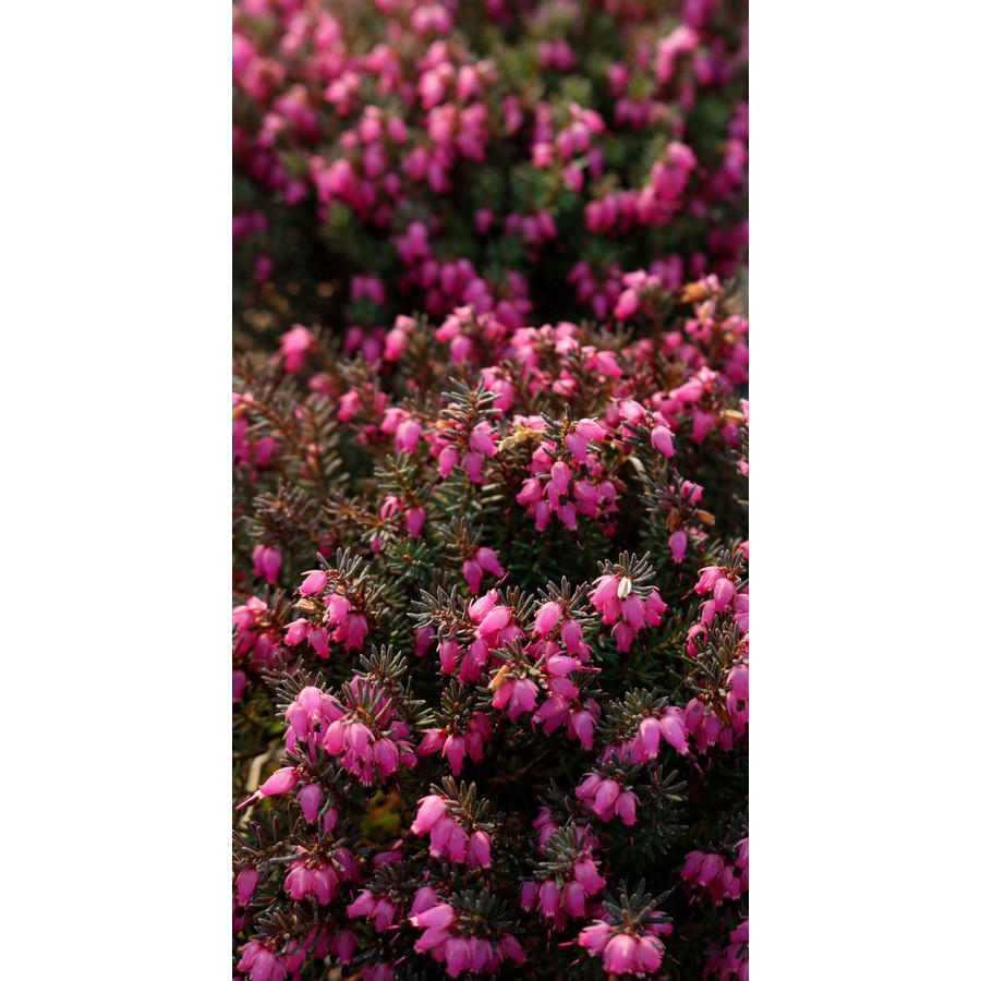 Erica carnea 'Challenger' – Hanga