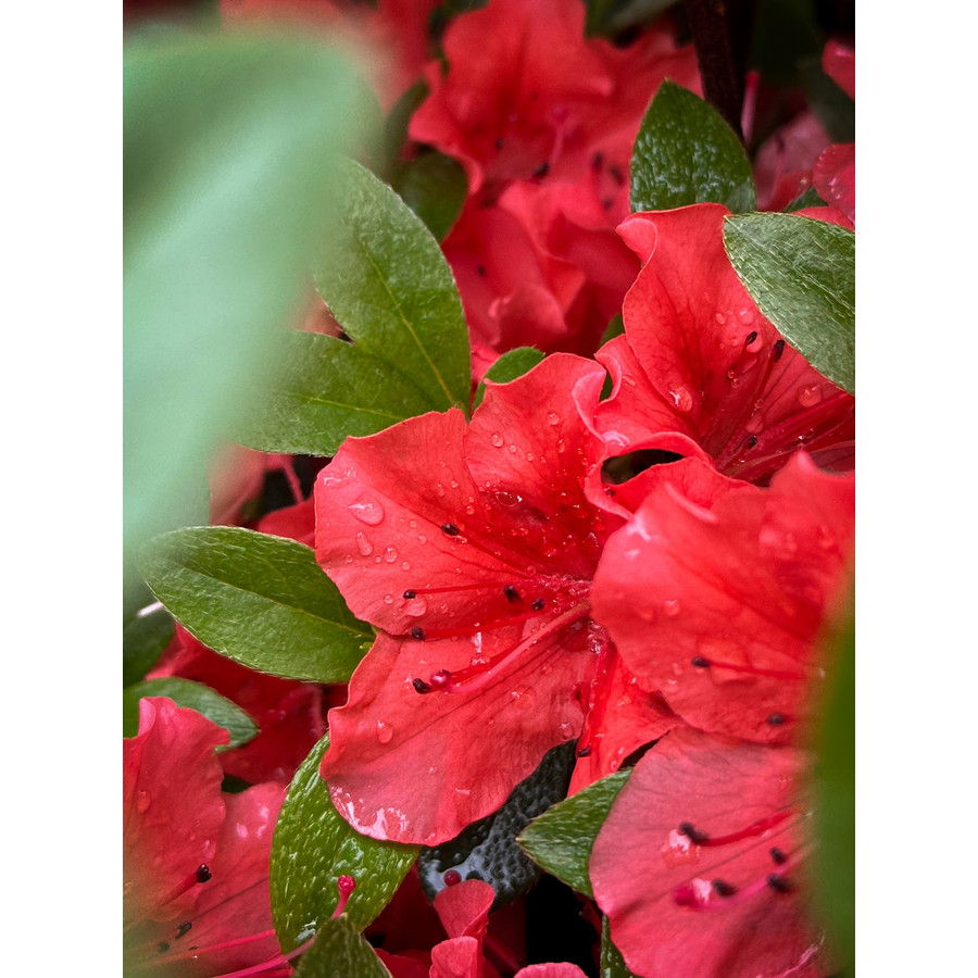 Azalea japónica, cuidados y consejos para su cultivo
