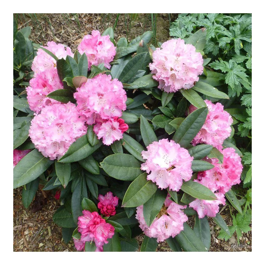 Rhododendron yakushimanum 'Arabella'  rkzld havasszpe |  Megyeri  Szabolcs Kertszmrnk