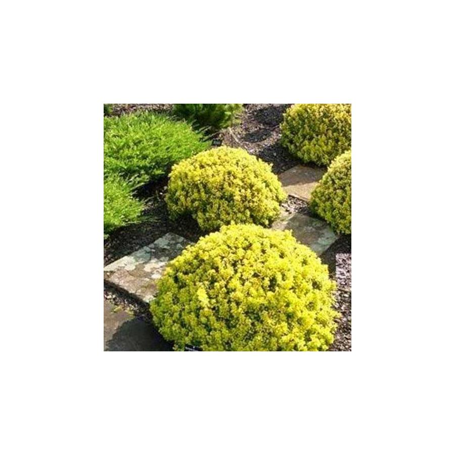 Berberis thunbergii 'Goldalita' – Borbolya