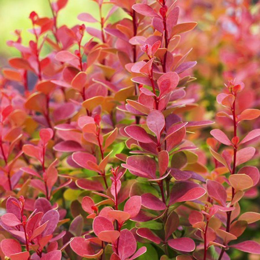 Berberis Thunbergii Orange Sunrise Narancs Szinu Borbolya