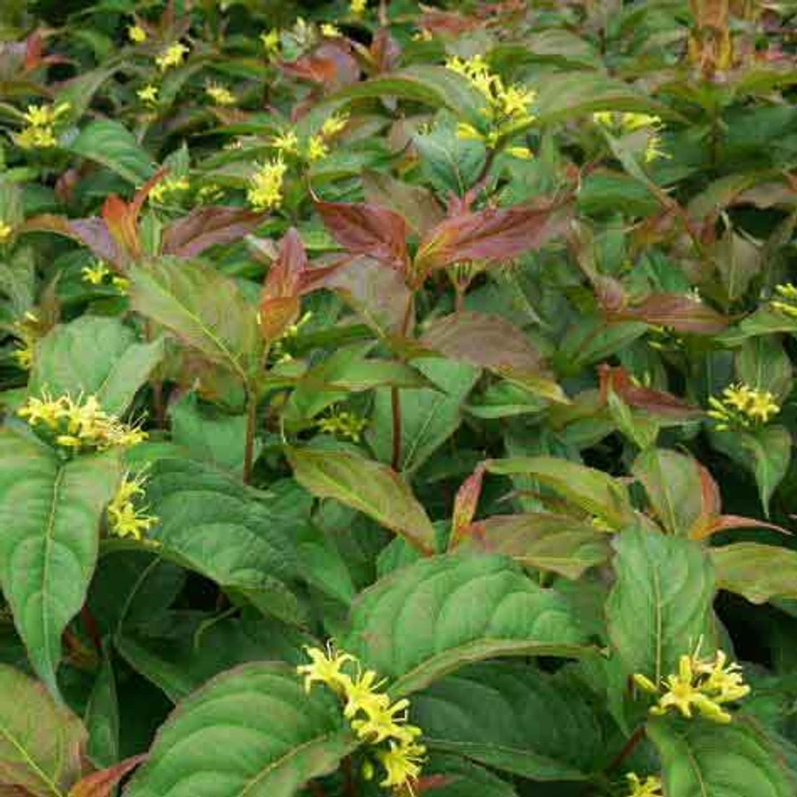 Diervilla lonicera 'Dillon'  Srgalonc | Kerteszmernok