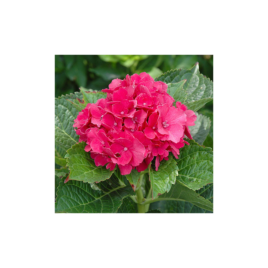 Hydrangea Macrophylla Masja Korall Rozsaszin Hortenzia