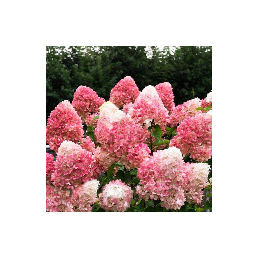 Hydrangea paniculata 'Living Pink & Rose' Bugás hortenzia