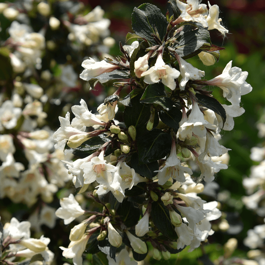 Weigela 'Ebony and Ivory'® Fehér virágú rózsalonc