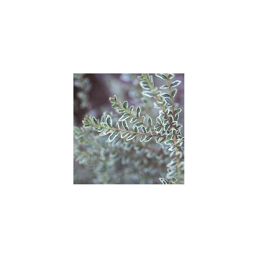 Lonicera Nitida Silver Beauty Feher Tarka Levelu Mirtuszlonc