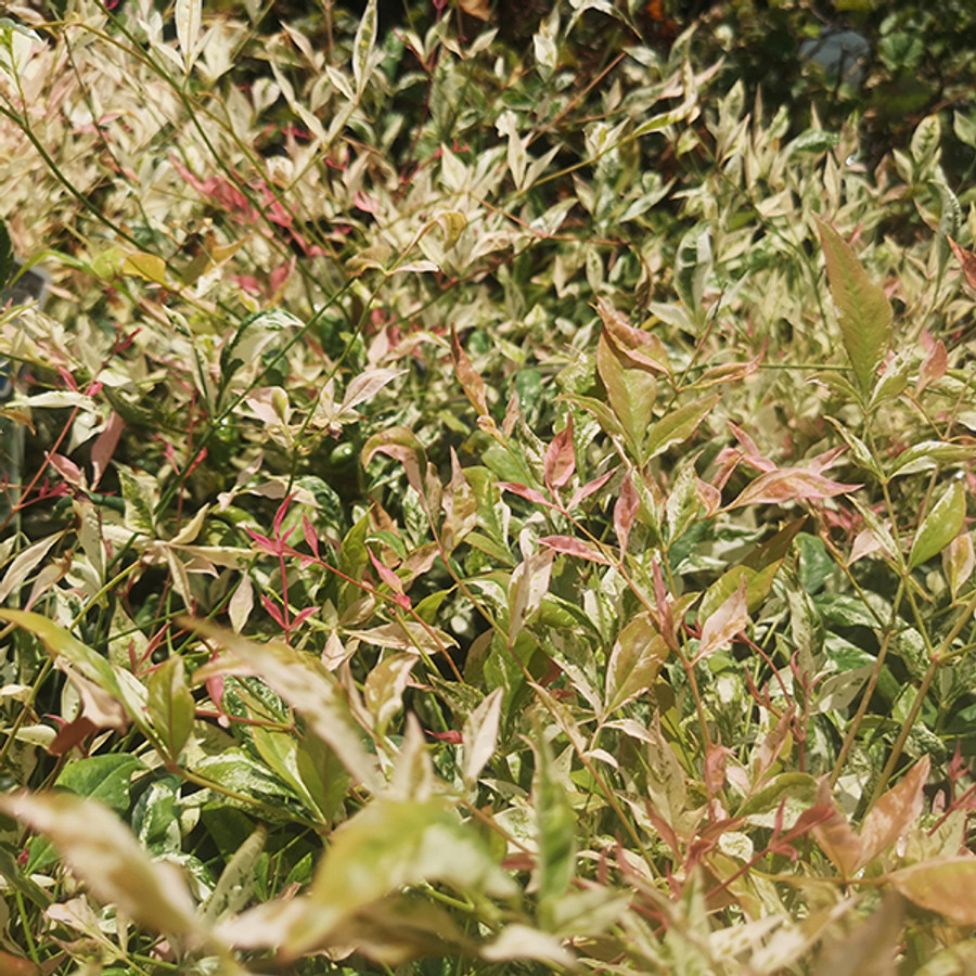 Nandina Domestica Twilight Japan Szentfa