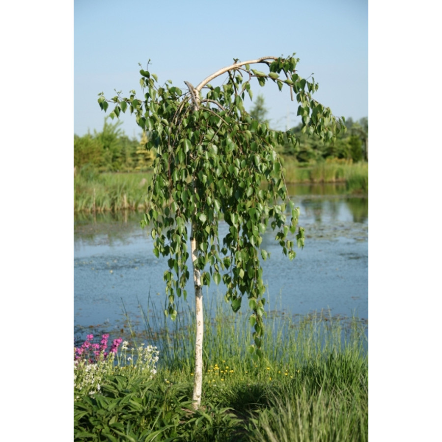 Betula utilis 'Long Trunk' - Csüngő himalájai nyír