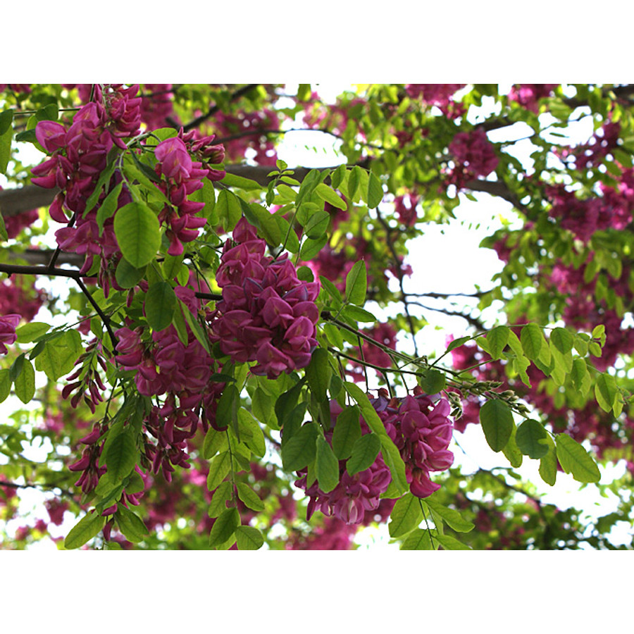 Robinia pseudoacacia 'Casque Rouge' - Rózsaszín virágú akác