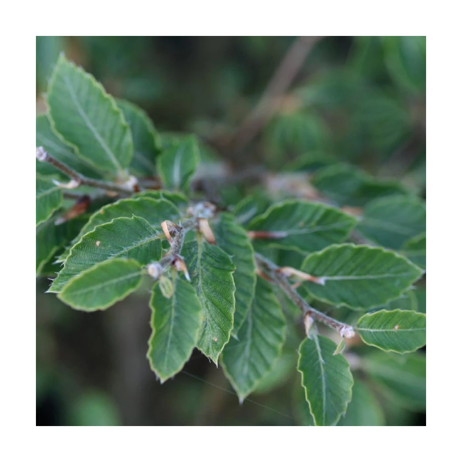Fagus sylvatica 'Felderbach'  Bkk |  Megyeri Szabolcs Kertszmrnk