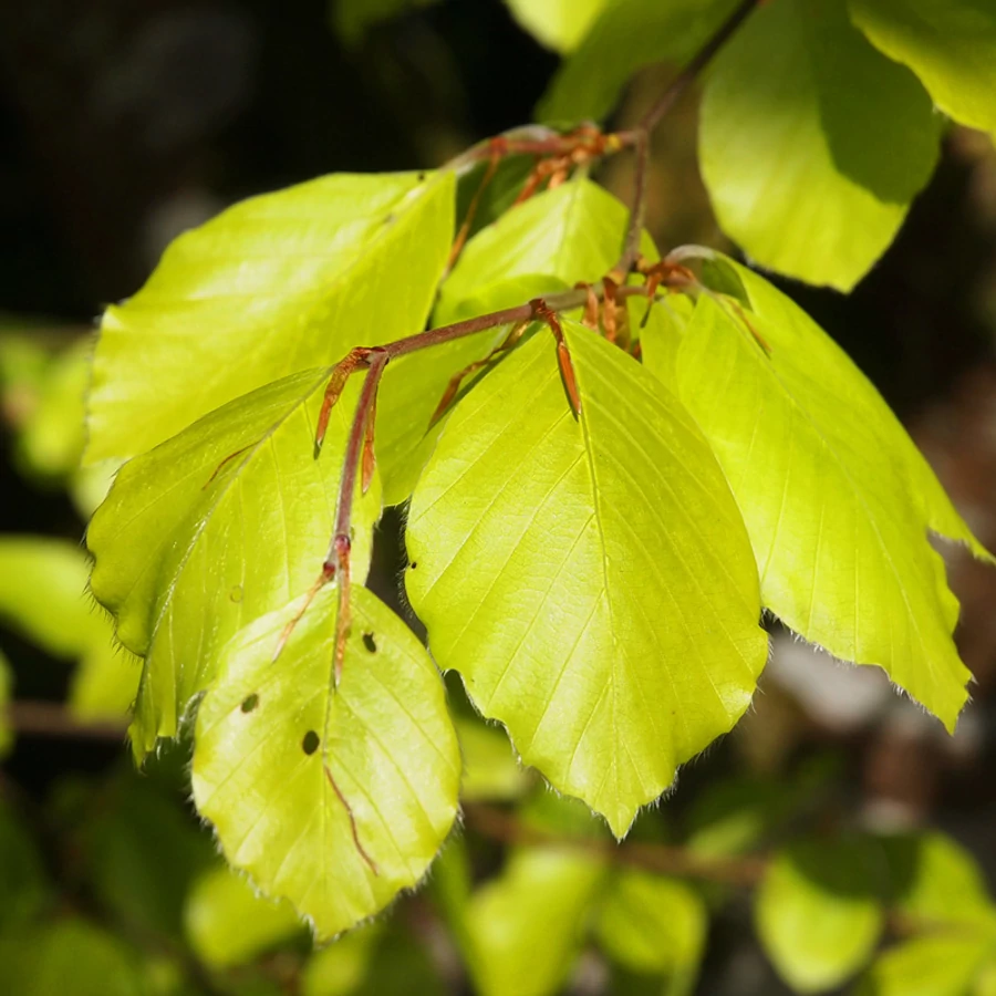 Fagus sylvatica 'Zlatia'  Srga level bkk |  Megyeri Szabolcs  Kertszmrnk