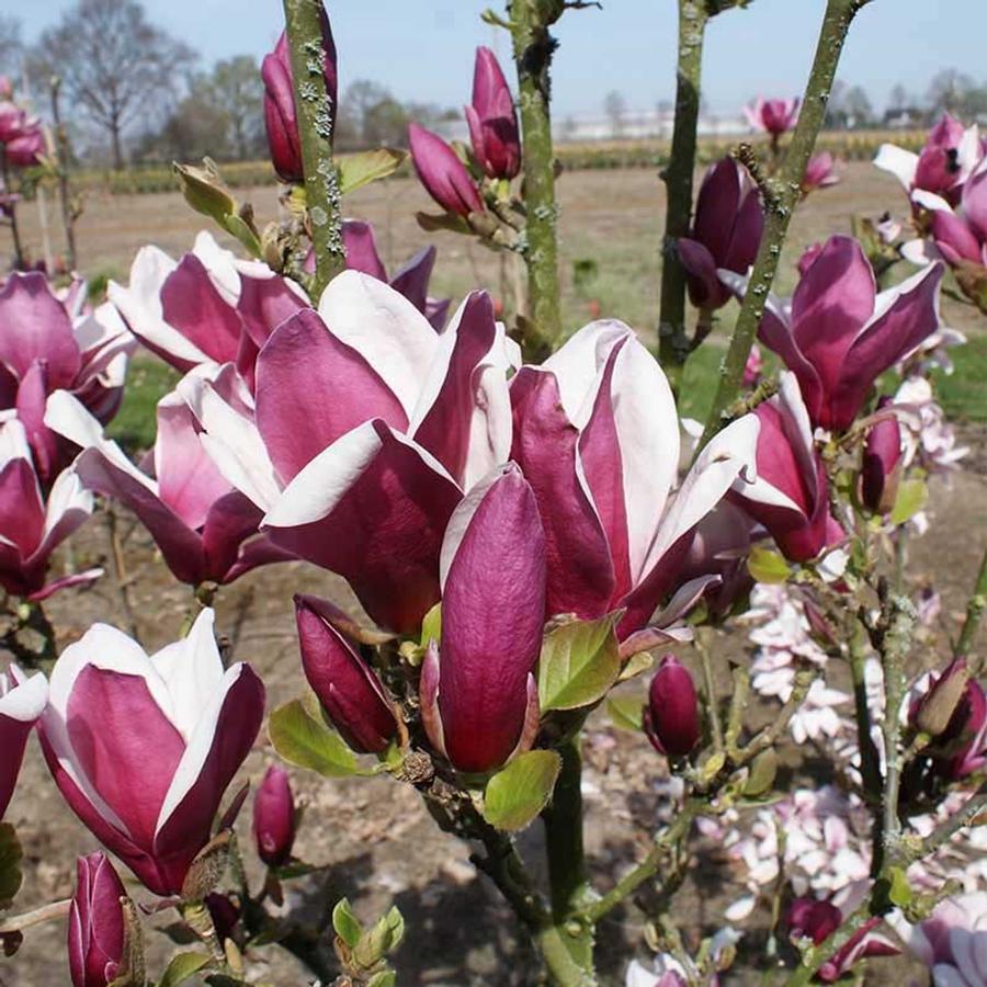 Magnolia march till frost liliomfa