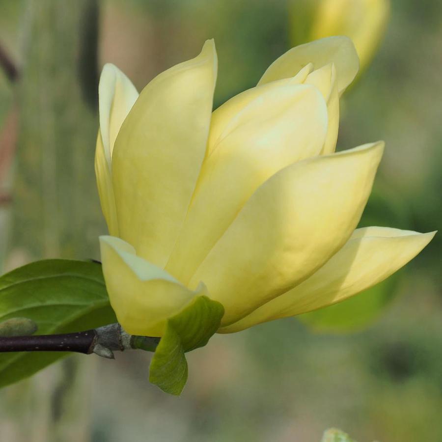 Magnolia 'Olivia' – Liliomfa