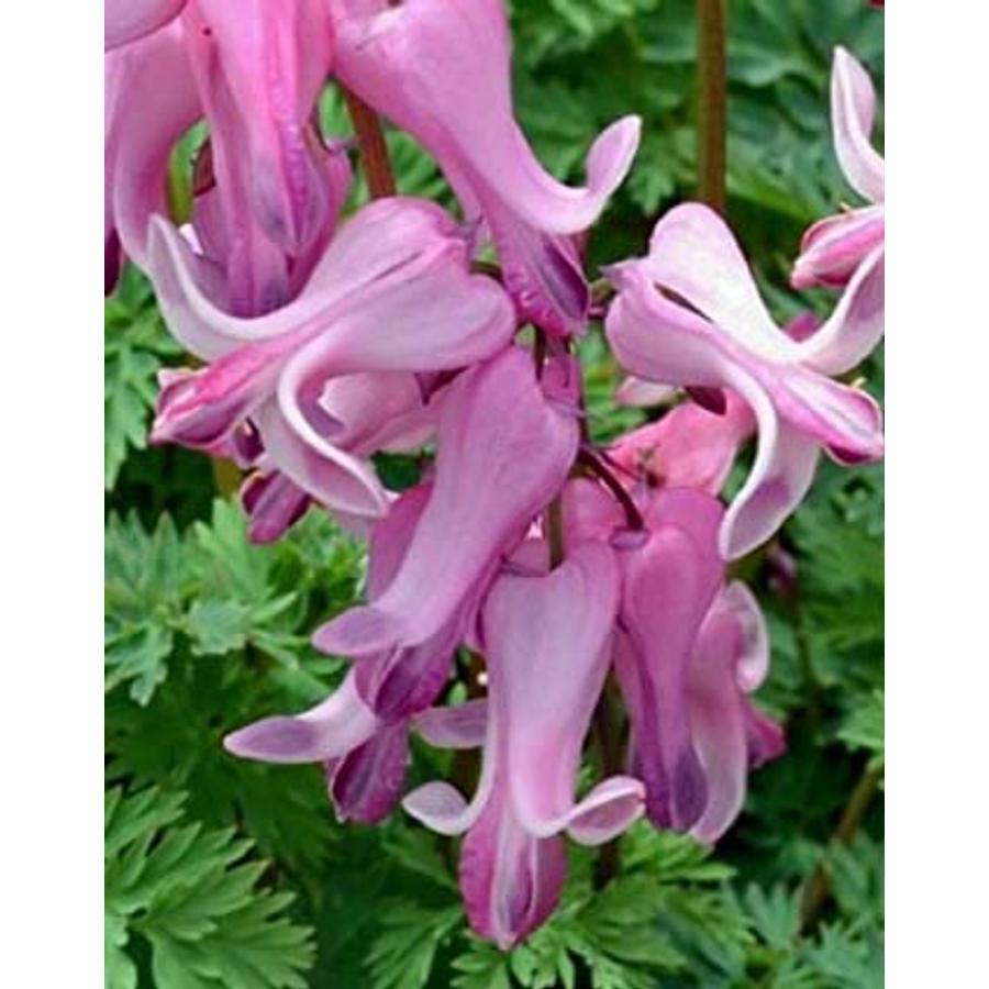 Dicentra 'Amore Pink' Szívvirág