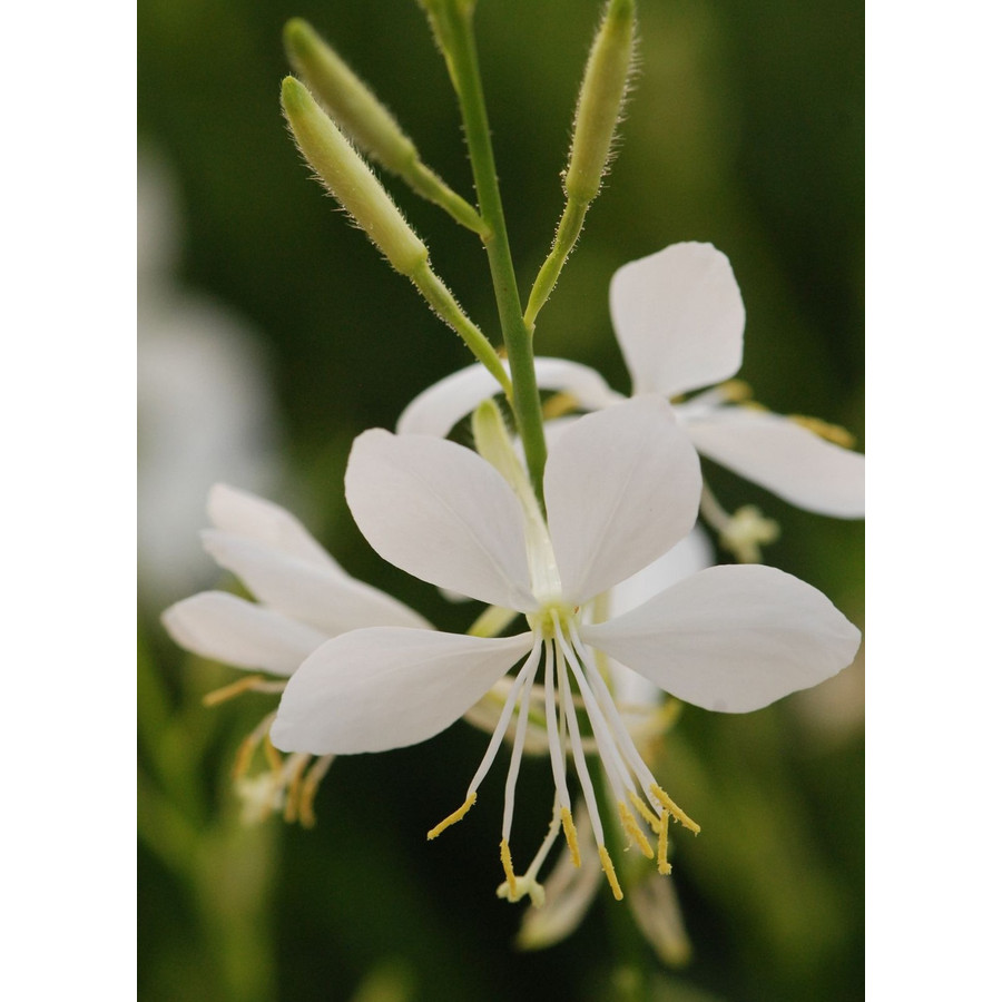 Gaura Lindheimeri Snowbird vel D szgyertya gaura-lindheimeri-snowbird-vel-d-szgyertya