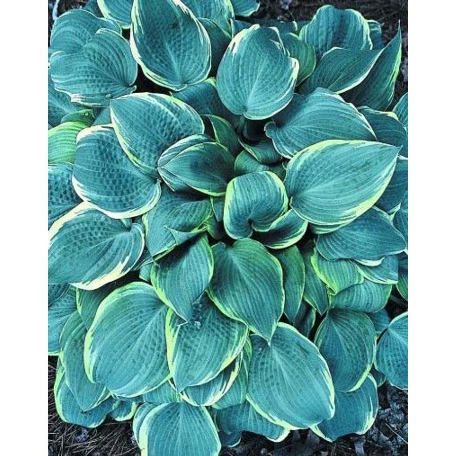 Hosta ‘Frosted Dimples’ – Árnyékliliom