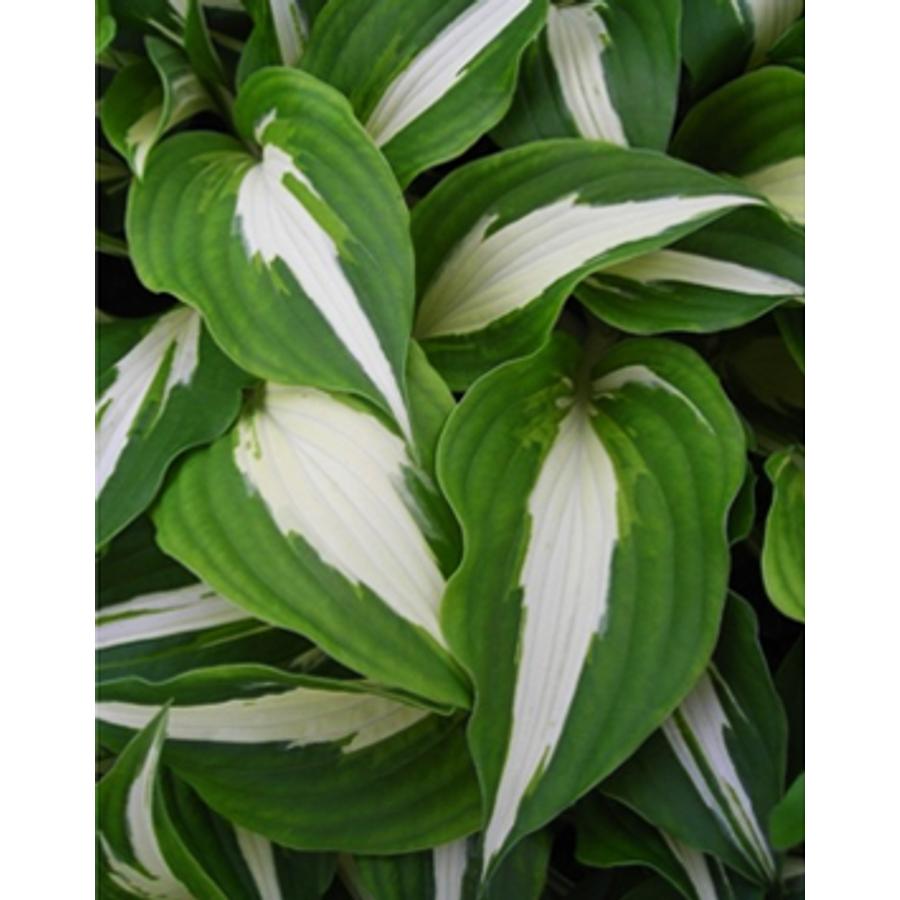 hosta 39 night before christmas 39 árnyékliliom night before christmas hosta