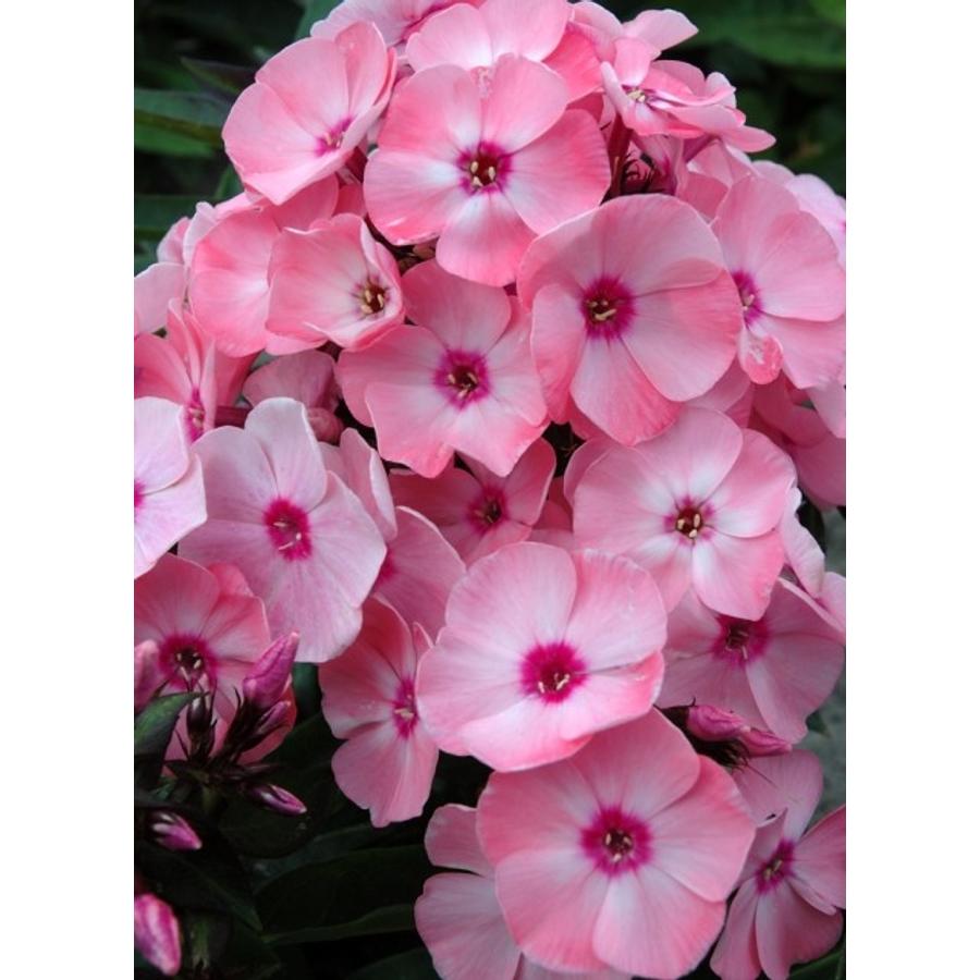 Phlox paniculata 'Sweet Summer Queen' - Bugás lángvirág