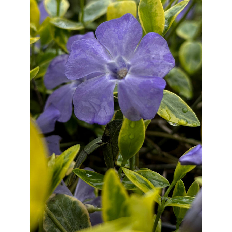 Vinca Minor 'Aureovariegata' – 12 Piante Sempreverdi In Vaso 9 Cm, Tappezzante 10-25 Cm, Fiori Viola