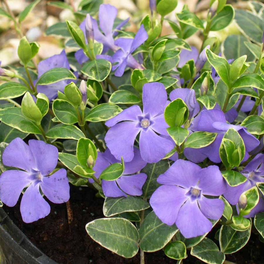 Vinca minor 'Ralph Shugert' Kis télizöld