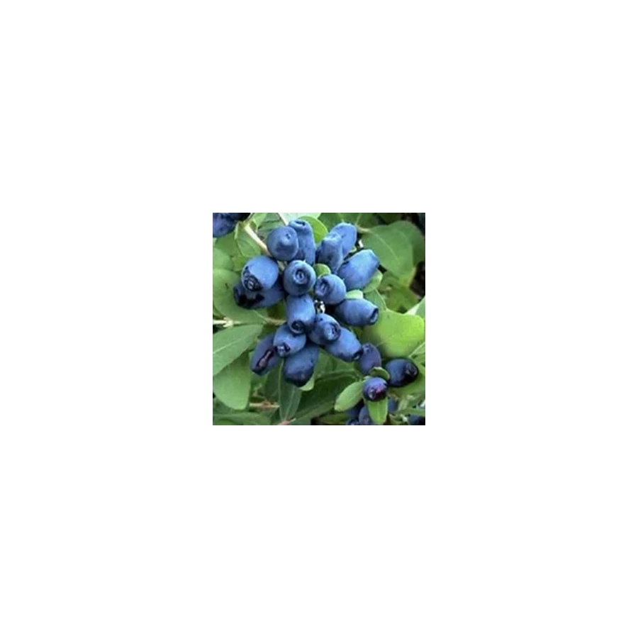 astilbe plant Astilbe chinensis 'Mighty™ Max' main image 1