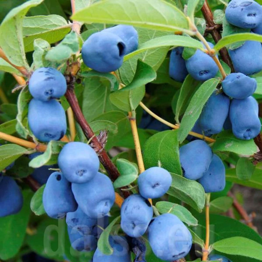 Lonicera caerulea var. kamtschatica (syn.: Lonicera kamtschatica) 'Wojtek'   Kamcsatkai mzbogy |  Megyeri Szabolcs Kertszmrnk