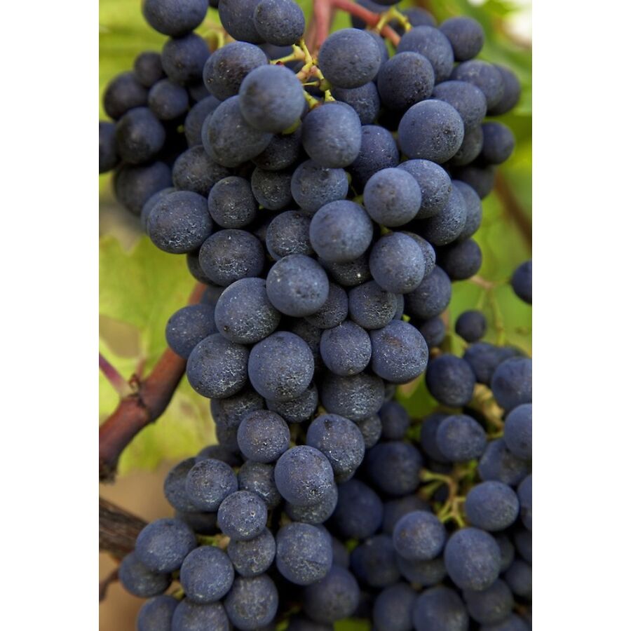 Kadarka' vörös borszőlő