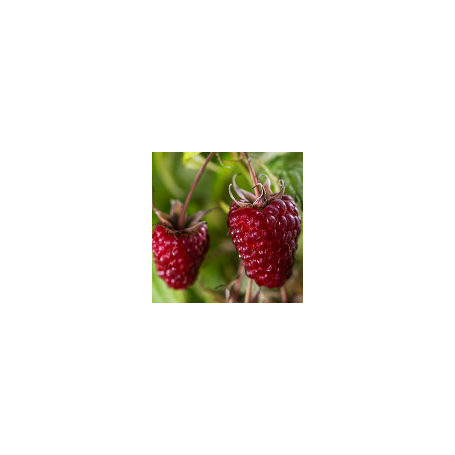 Himbeerpflanze 'Zefa 3' – Herbsttragend, Extra Große Beeren, Winterhart & Aus Deutscher Baumschule