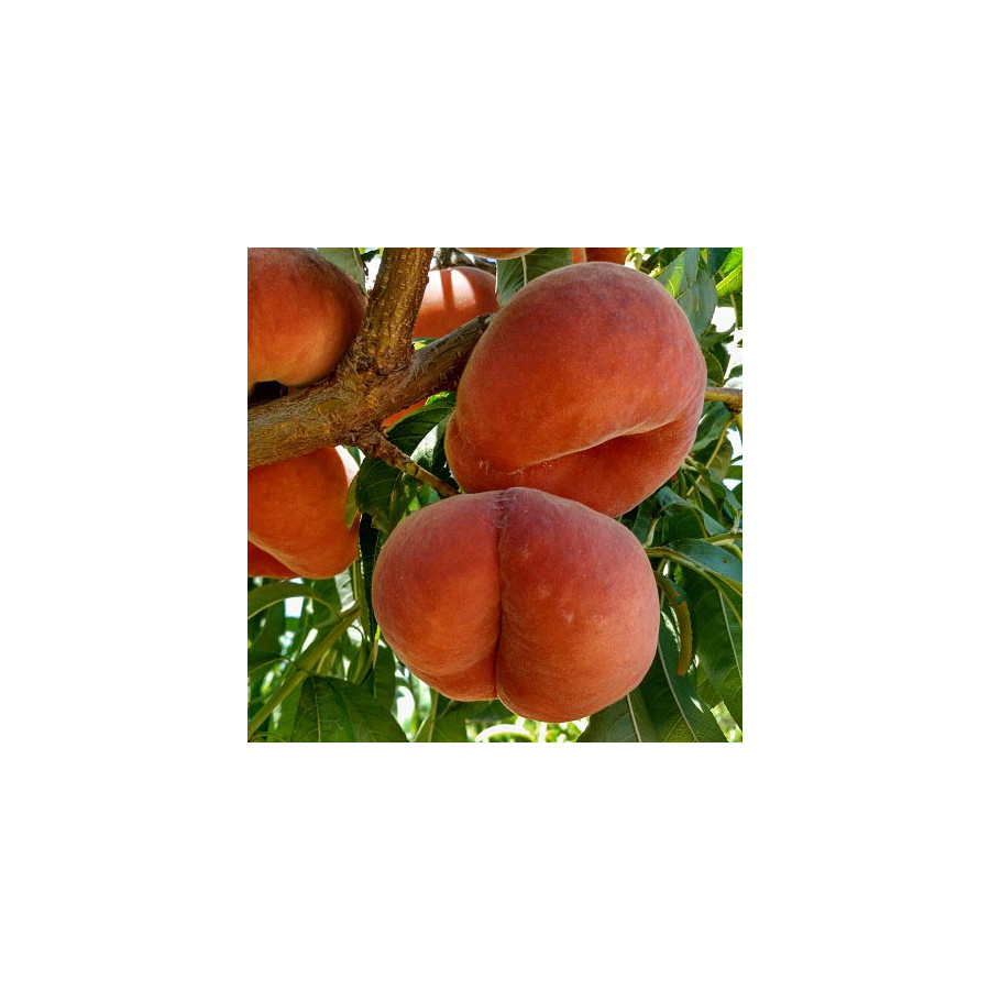 'Filoe' (Fruit me 'Donut me') törpe/balkon lapos barackfa, öntermékeny