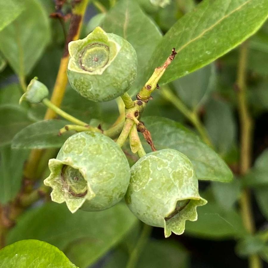 Vaccinium corymbosum 'Duke' - Kék áfonya