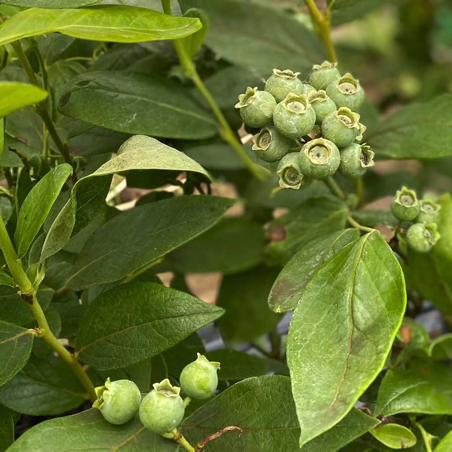 Vaccinium corymbosum 'Duke' - Kék áfonya