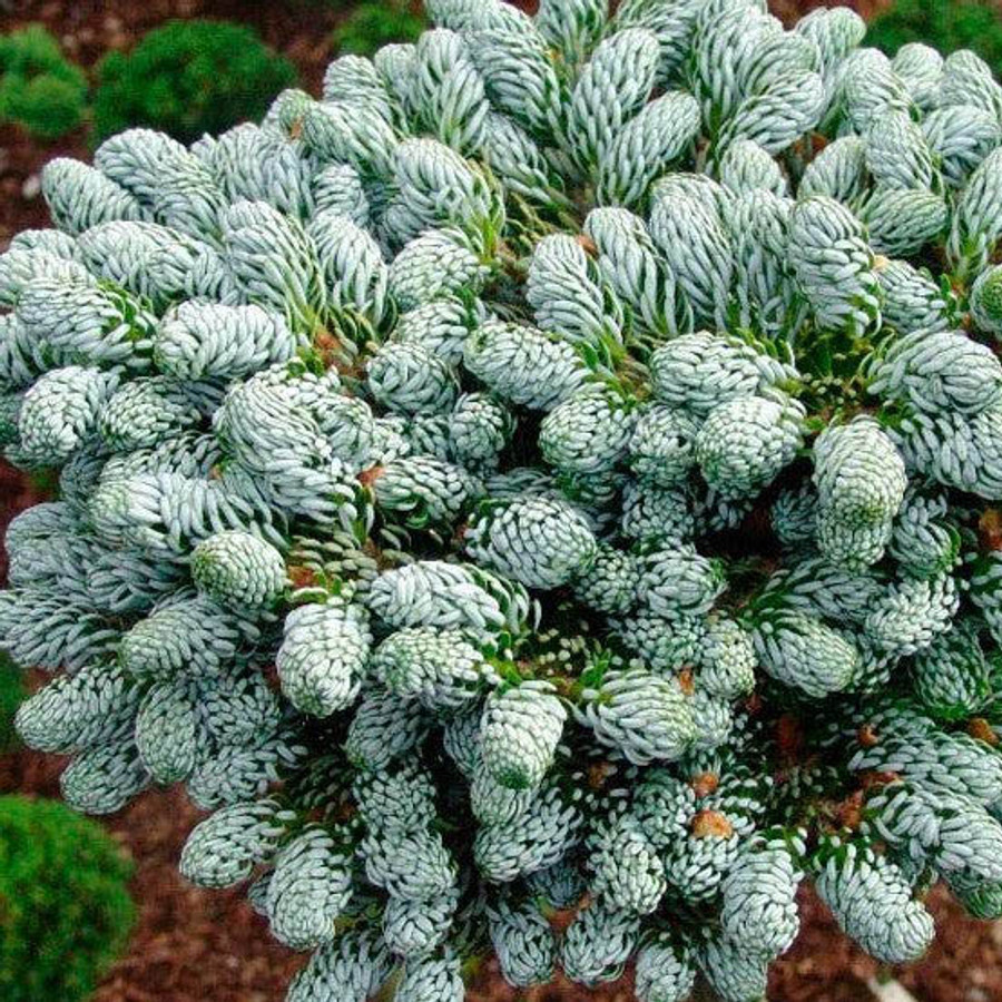 Abies koreana &lsquo;Icebreaker&rsquo;® – Koreai jegenyefenyő