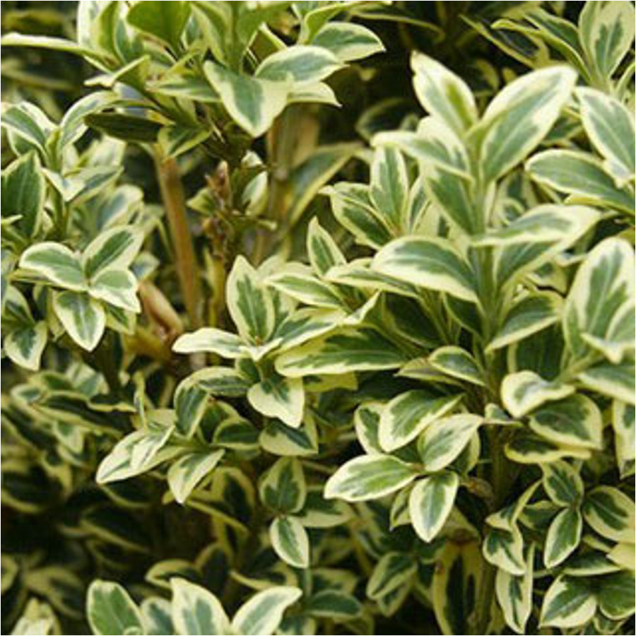 Buxus Microphylla Aureovariegata r kz ld Puszp ng Buxus Microphylla Aureovariegata r kz ld Puszp ng