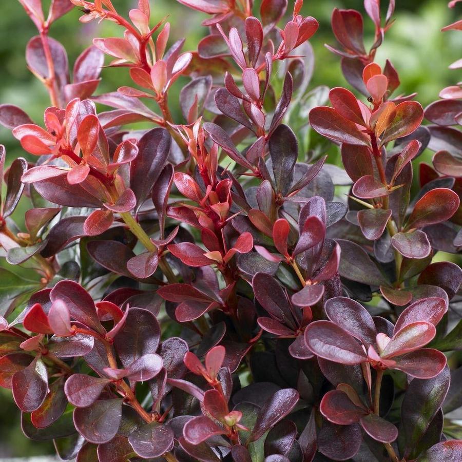 Berberis Thunb Golden Ring Berberis Thunb Golden Ring