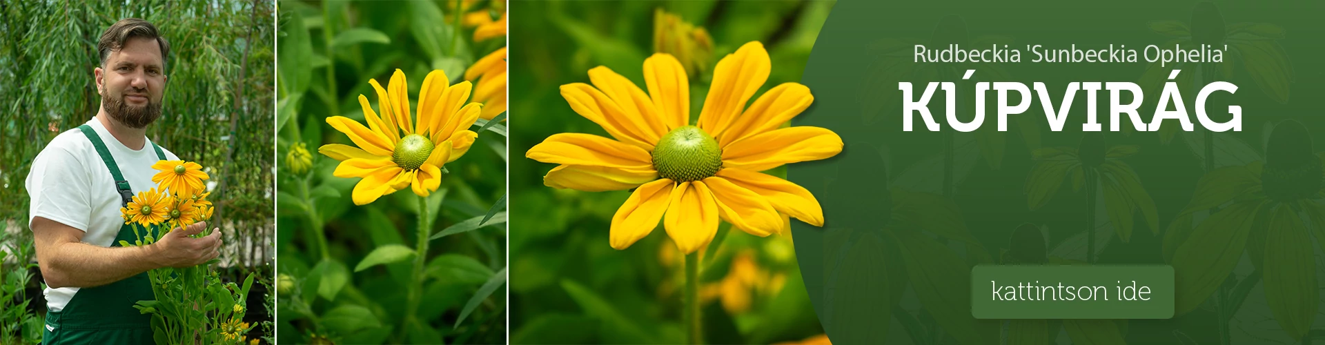 Rudbeckia 'Sunbeckia Ophelia' – Kúpvirág