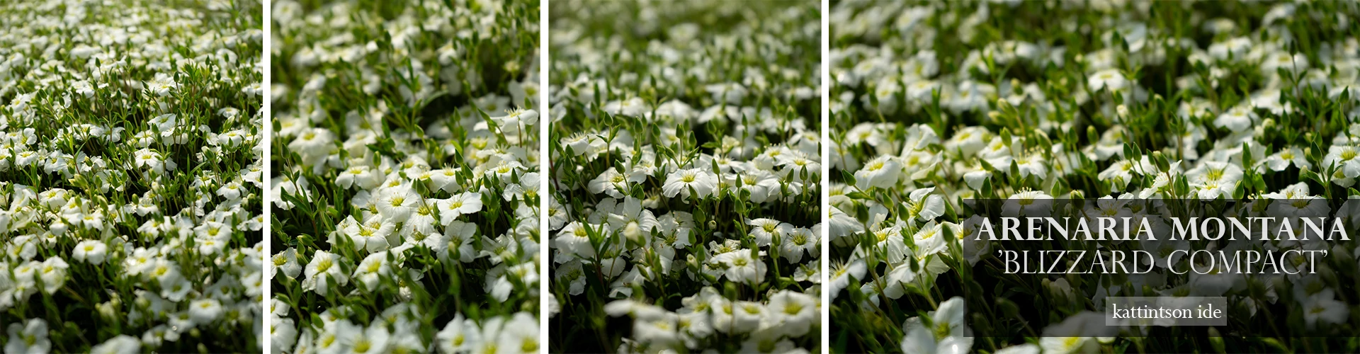 Arenaria montana 'Blizzard Compact' - Fehér hegyi homokhúr