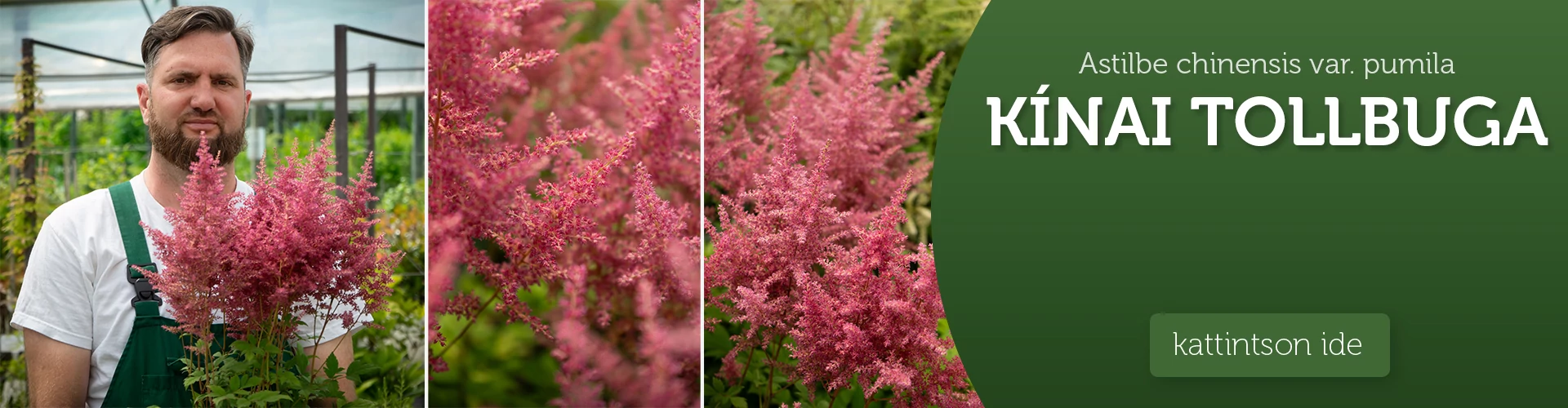 Astilbe chinensis var. pumila - Kínai tollbuga