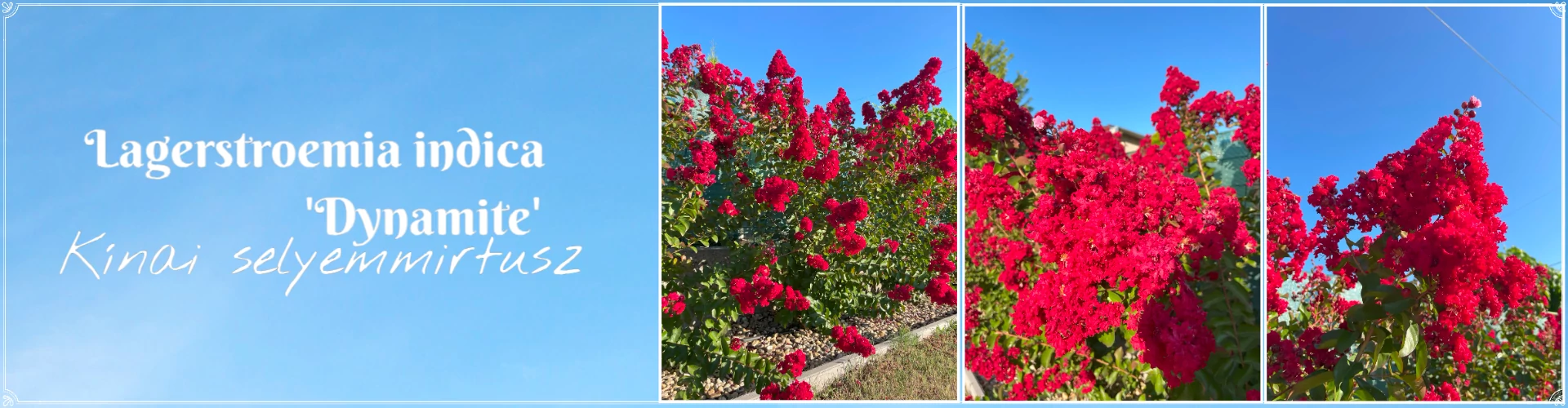 Lagerstroemia indica 'Dynamite' – Kínai selyemmirtusz