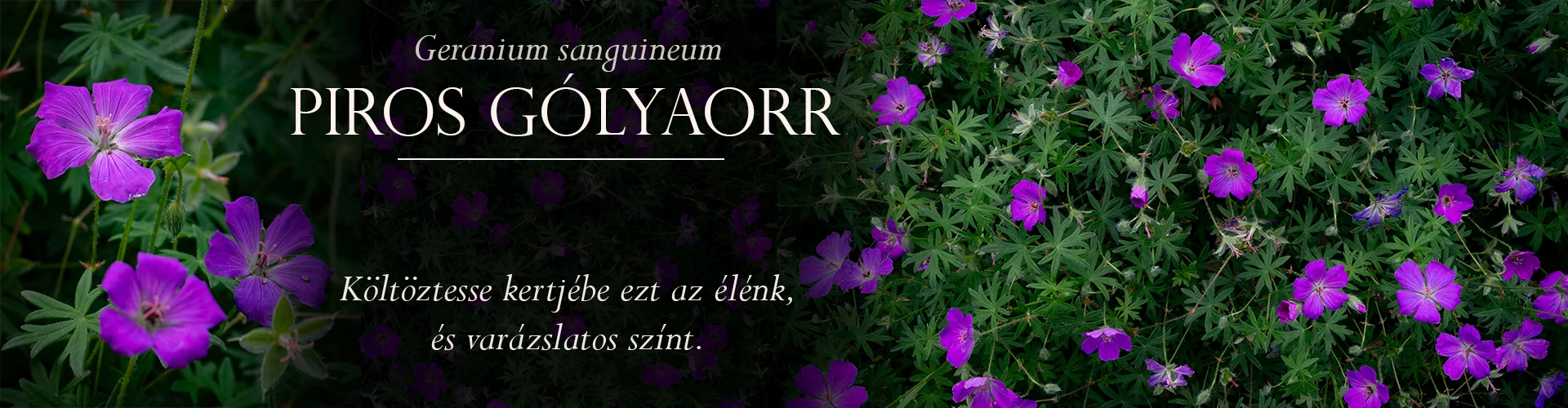 Geranium sanguineum - Piros gólyaorr