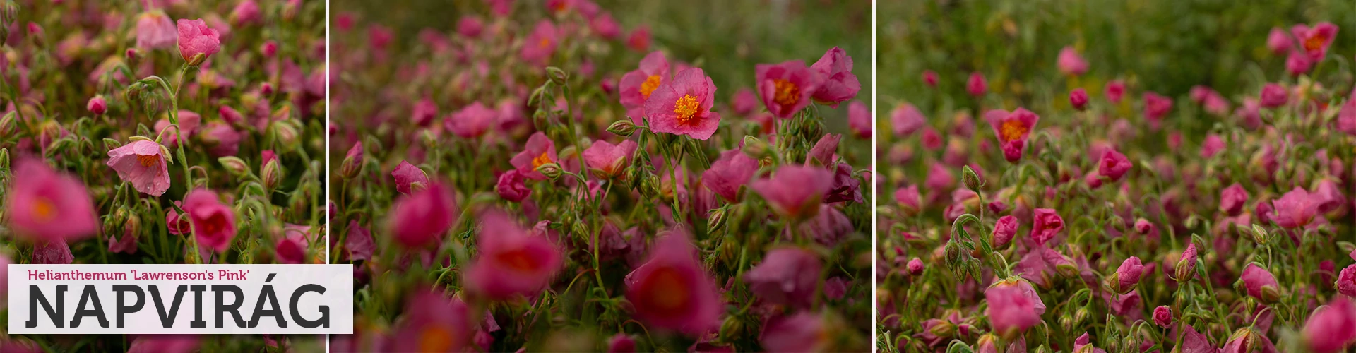Helianthemum 'Lawrenson's Pink' - Napvirág