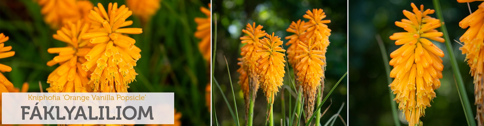 Kniphofia 'Orange Vanilla Popsicle'® – Fáklyaliliom