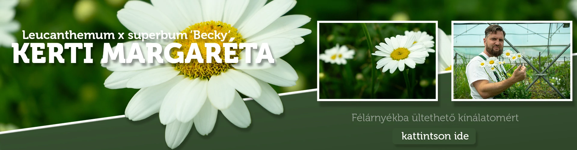 Leucanthemum x superbum (syn.: Chrysanthemum x suberbum, Chrysanthemum maximum) 'Becky' - Kerti margaréta
