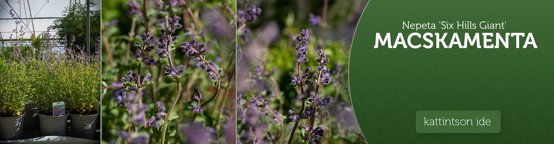 Nepeta 'Six Hills Giant' - Macskamenta