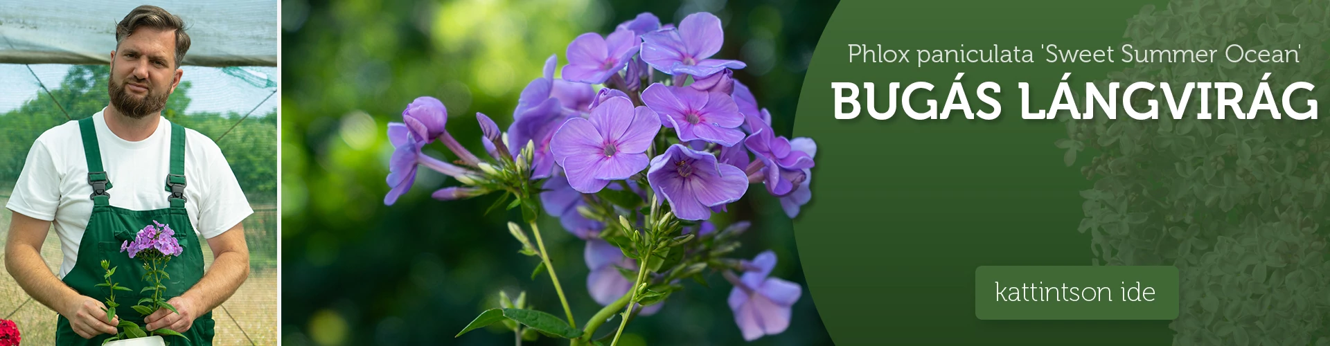 Phlox paniculata 'Sweet Summer Ocean' – Bugás lángvirág